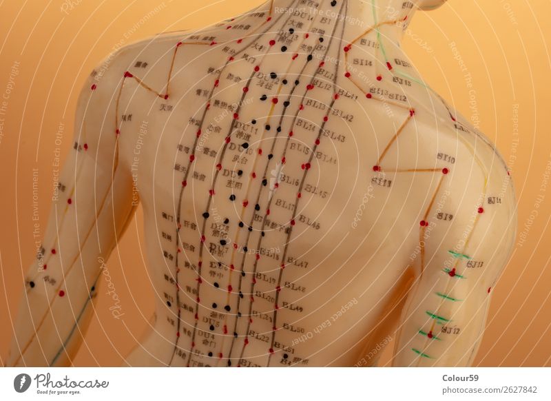 Rücken von Akupunktur Modell Mensch Erholung Gesundheit Gesundheitswesen Chinese Hintergrundbild alternativ beige Physiotherapie Punkte asiatisch Anatomie