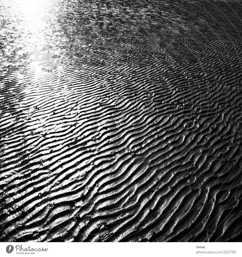 Lebenslinien #40 Umwelt Landschaft Sand Wasser Schönes Wetter Küste Nordsee ästhetisch Zufriedenheit Bewegung Kunst Lebensfreude Leichtigkeit träumen