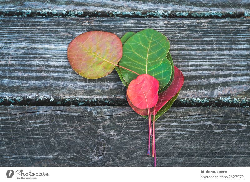 Bunte Herbstdekoration Blatt leuchten ästhetisch mehrfarbig gelb grün rot Gefühle Farbe Zufriedenheit Vergänglichkeit herbstlich Herbstfärbung Herbstbeginn