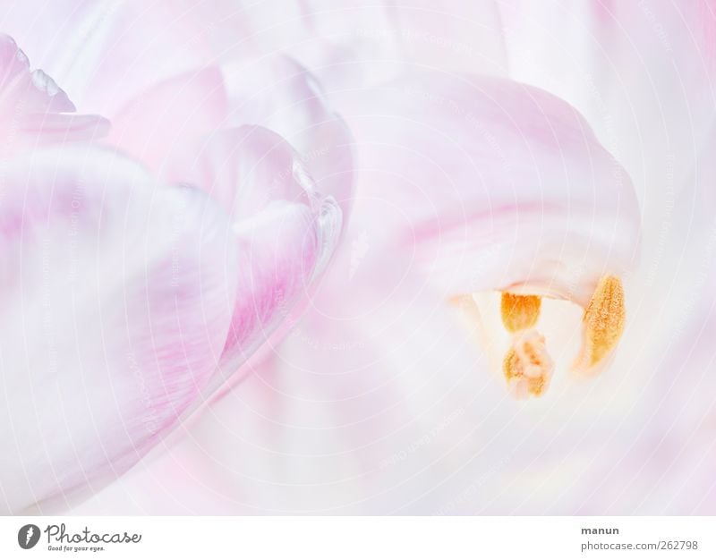 rosa tulpen Natur Frühling Blume Tulpe Blüte hell natürlich Frühlingsgefühle Farbfoto Nahaufnahme Detailaufnahme Menschenleer Kontrast Schwache Tiefenschärfe