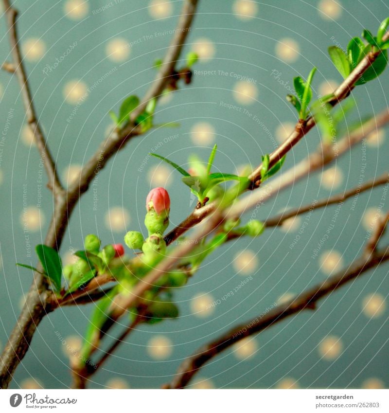 endlich! heute! frühlingsbeginn! Tapete Pflanze Frühling Blatt Blüte Grünpflanze Quittenbaum Quittenblüte Blühend Duft frisch braun grün rosa Frühlingsgefühle