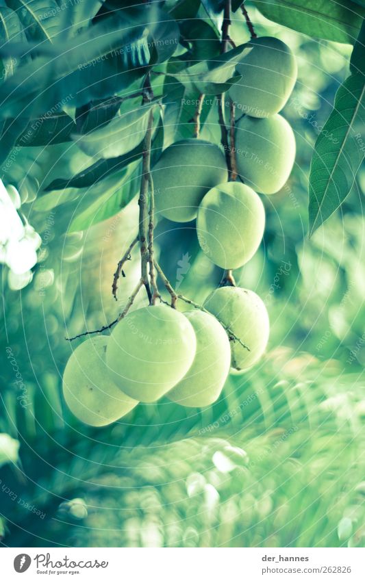 O Lebensmittel Frucht Umwelt Natur Pflanze Baum Grünpflanze exotisch Mango hängen grün Farbfoto mehrfarbig Außenaufnahme Nahaufnahme Detailaufnahme Menschenleer