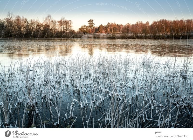 Frrrrrrost Umwelt Natur Landschaft Pflanze Wasser Wolkenloser Himmel Winter Klima Schönes Wetter Eis Frost Baum Gras Küste Seeufer Teich Coolness kalt blau