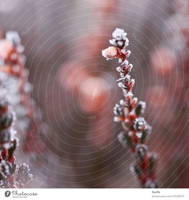 Zierheide bedeckt mit Raureif kalt Frost Kälte frostig nordisch Winterkälte Eis Erika Kälteschock blühen Kälteeinbruch Wintereinbruch Raureif bedeckt