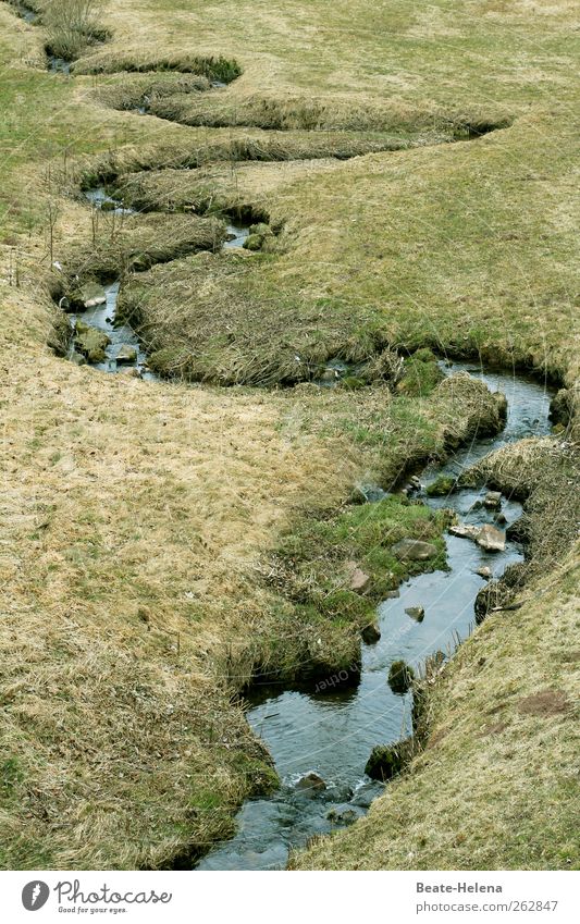 Wasserschlange - vom Eise befreit Trinkwasser Natur Landschaft Frühling Gras Flussufer blau grün schwarz Glück Lebensfreude Frühlingsgefühle Beginn ästhetisch