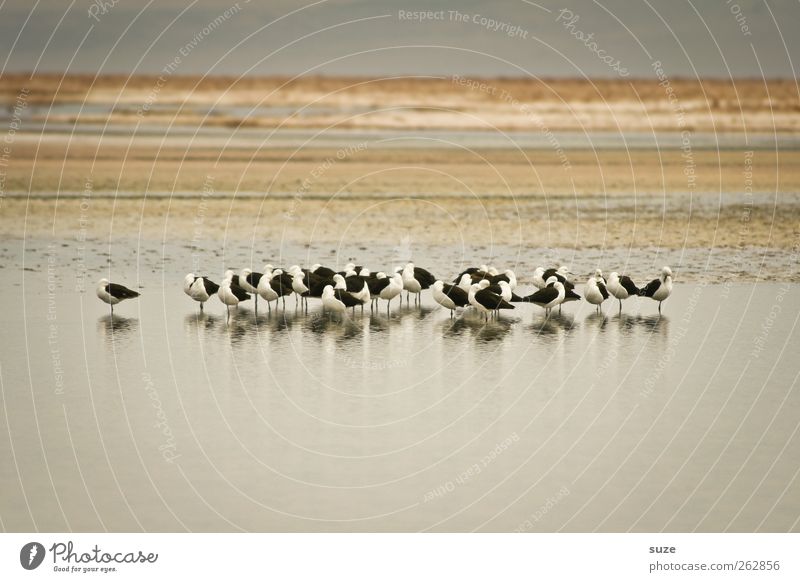 Vogelbad ruhig Sommer Umwelt Natur Landschaft Urelemente Erde Himmel Klima Schönes Wetter Seeufer Wüste Oase Tier Wildtier Tiergruppe warten hell Chile