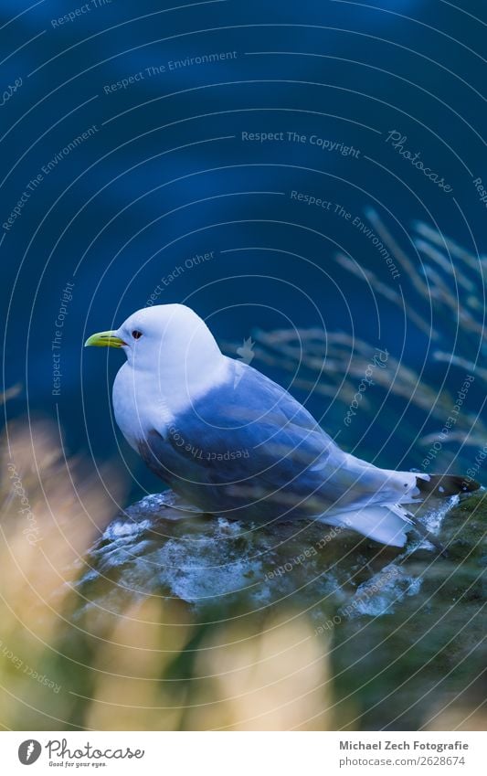 schöne Möwe auf einer Klippe in Island sitzend Freiheit Meer Kunst Natur Landschaft Tier Himmel Wolken Wetter Platz Vogel Taube Flügel Sauberkeit wild blau grau