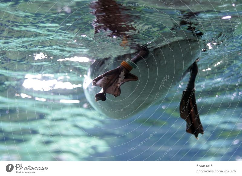 wer bin ich? Schwimmen & Baden Wasser Wildtier Vogel Zoo 1 Tier Bewegung schaukeln frisch nass blau weiß Tierliebe elegant Leichtigkeit Natur Tierfuß