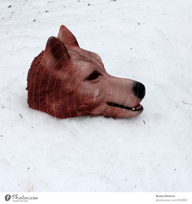 Es war einmal Winter Schnee Natur Fell Tier Wildtier Tiergesicht Wolf 1 außergewöhnlich bedrohlich groß stark braun weiß Gefühle Aggression Maske tierisch