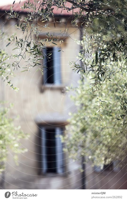 Halb zehn in Verona. Stadt ästhetisch mediterran Italien Haus Ferienhaus Fenster Fensterladen Olivenbaum Idylle Italienisch Flair friedlich Sommerurlaub