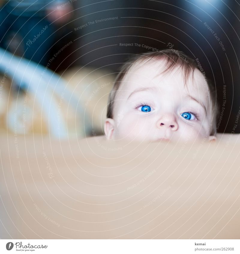 Dreikäsehoch Wohnung Tisch Mensch feminin Kleinkind Leben Kopf Haare & Frisuren Gesicht Auge Nase 1 1-3 Jahre Blick klein niedlich blau blauäugig intensiv