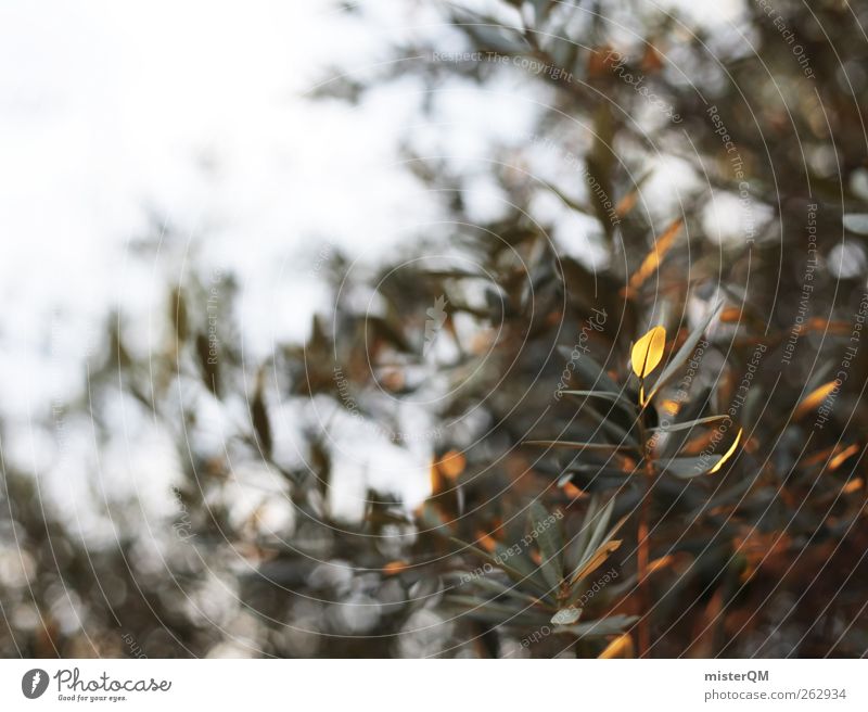 Abendlicher Olivenbaum. Kunst ästhetisch Zufriedenheit mediterran Olivenhain Olivenblatt Olivenernte Sommer Sommerurlaub südländisch friedlich ruhig abgelegen
