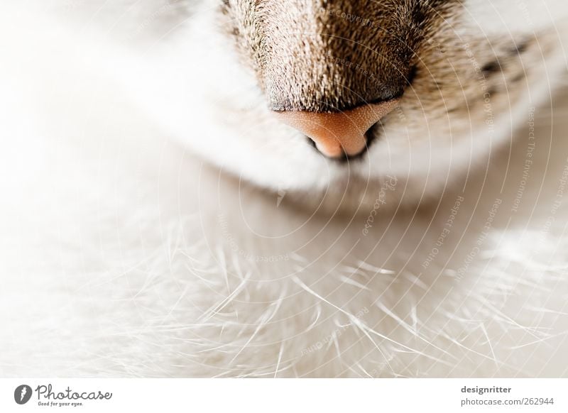 "Schnurr … schön Zufriedenheit Sinnesorgane Erholung ruhig Meditation Nase Tier Haustier Katze Tiergesicht Fell träumen hell kuschlig Wärme weich Geborgenheit