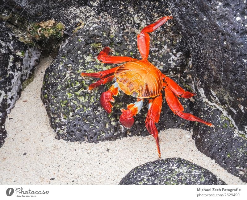 Sally Leichtfüßerkrabbe auf Steinen auf Galapagosinseln sitzend Strand Meer Insel Natur Tier Park Felsen hell wild gelb rot Farbe Tiere in der Wildnis Krallen