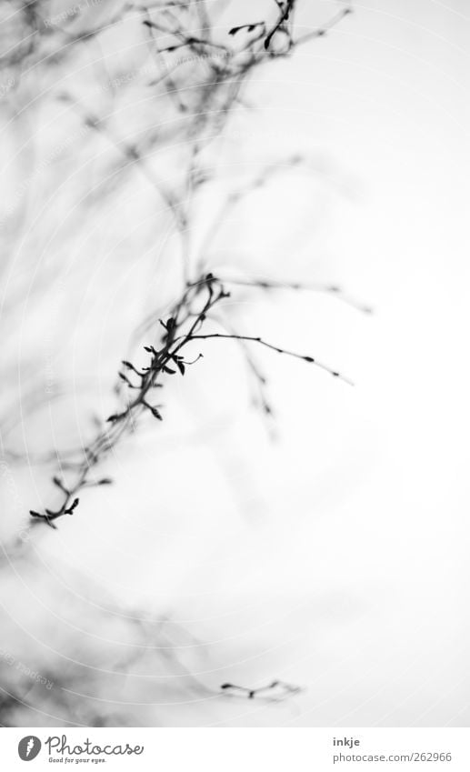 grau Pflanze Luft Himmel Herbst Winter Nebel Baum Wildpflanze Ast Zweige u. Äste Geäst Garten Park Menschenleer Wachstum dunkel dünn hell kalt lang wild Gefühle