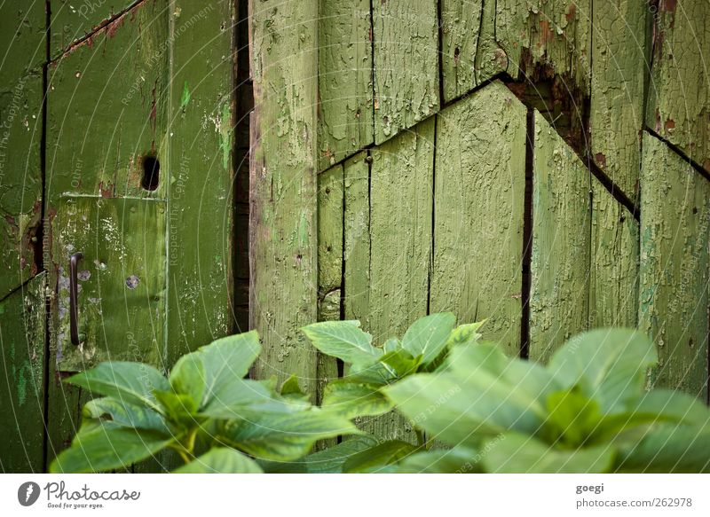 Rot Umwelt Natur Pflanze Blatt Grünpflanze Dorf Haus Hütte Ruine Mauer Wand Tür Schloss Griff Holz kaputt saftig grün Farbe nachhaltig Farbfoto Außenaufnahme