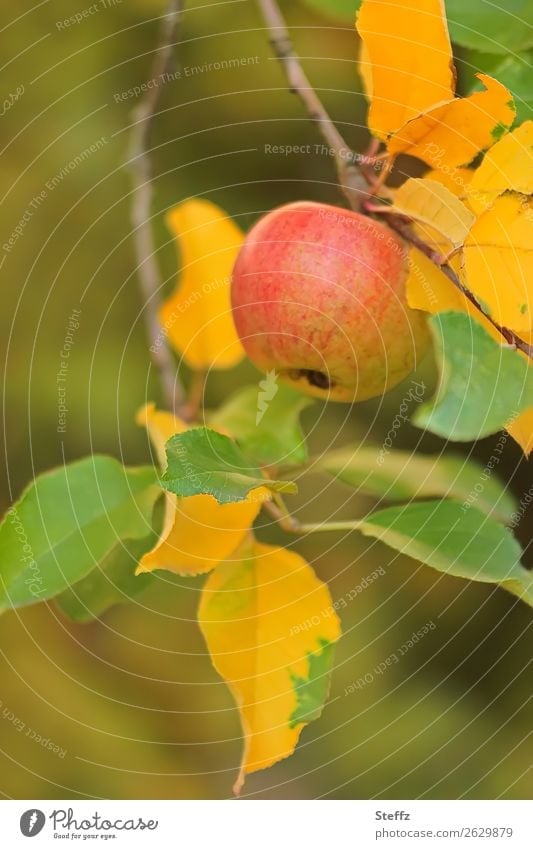 ein Apfel am Apfelbaumzweig Obst Gartenobst Frucht Bio organisch Kernobst Oktober Apfelernte vegetarisch vegan gesund gesundes Essen Diätnahrung Herbstfärbung