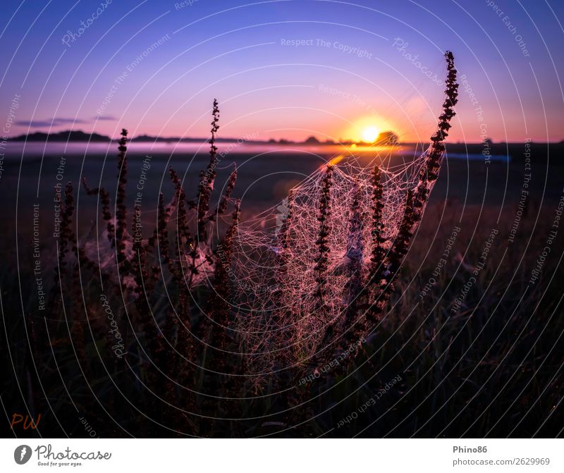 ins Netz gegangen Pflanze Tier Horizont Sonne Sommer Schönes Wetter Nebel Wildpflanze Wiese Menschenleer Spinne Netzwerk ästhetisch exotisch frei natürlich blau