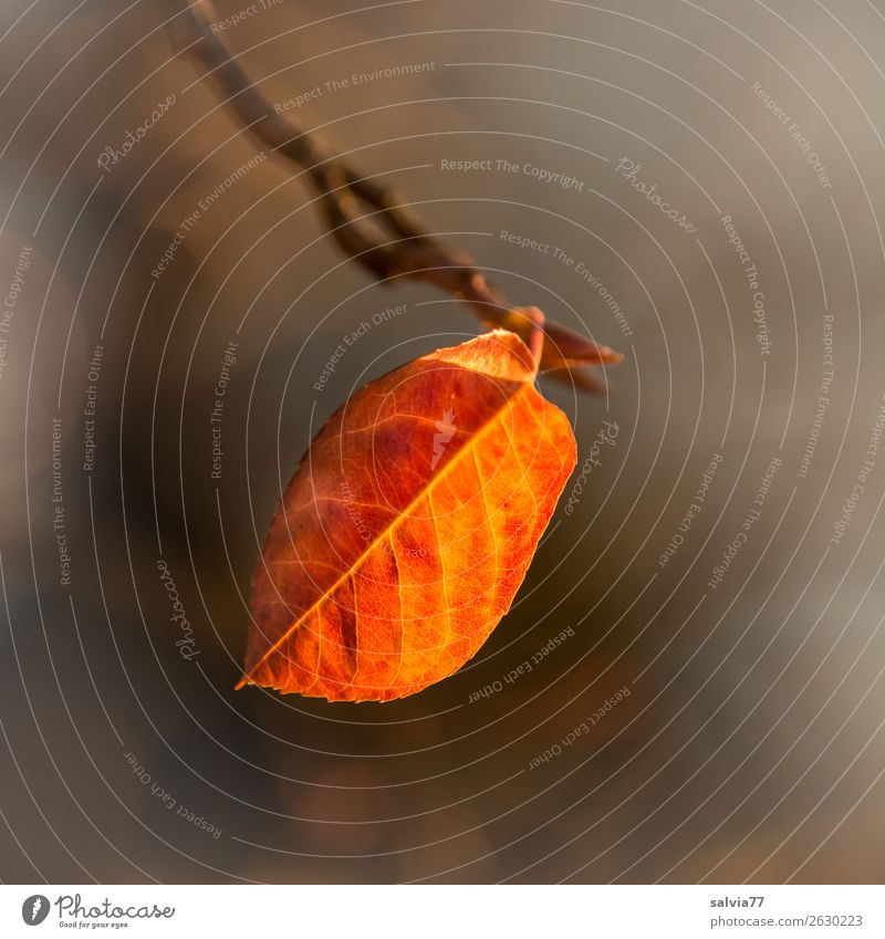 letztes Blatt Umwelt Natur Herbst Pflanze Herbstfärbung leuchten Wärme braun gelb orange Vergänglichkeit Wandel & Veränderung Blattadern Außenaufnahme
