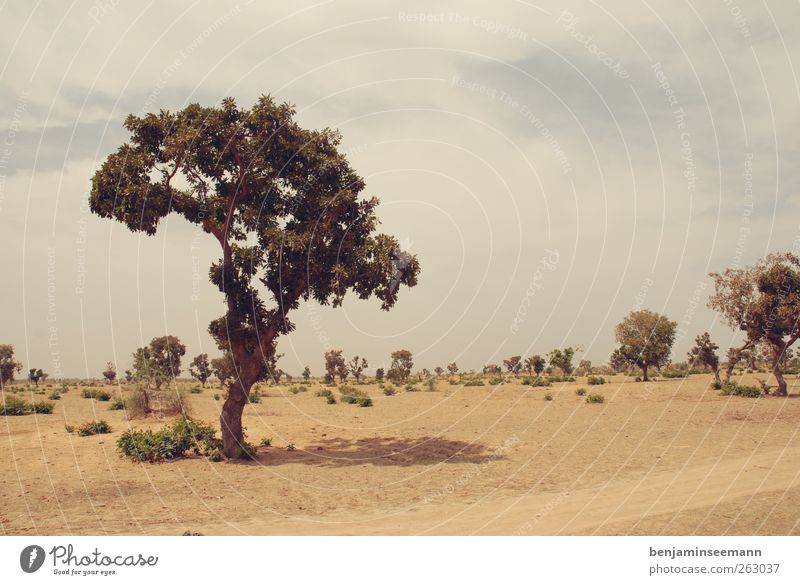 Einzelner Blätterbaum in karger Wüste/Steppe in Mali/Afrika. Natur Landschaft Erde Sand Himmel Dürre Baum Grünpflanze trist Wärme heiß Segou Westafrika kahl