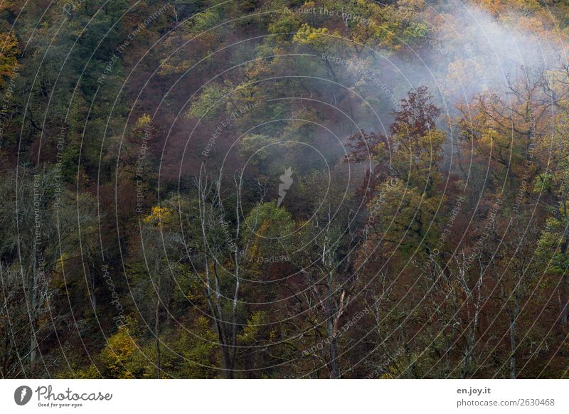 Herbstnebel Umwelt Natur Landschaft Pflanze Klima Klimawandel Nebel Wald dunkel grün nachhaltig Umweltverschmutzung Umweltschutz Wachstum Wandel & Veränderung