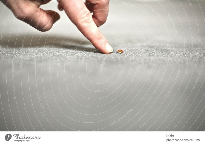 winzig Teppich Leben Finger Tier Käfer Marienkäfer 1 berühren entdecken klein Gefühle Stimmung Tugend Schutz Sympathie Tierliebe friedlich Güte