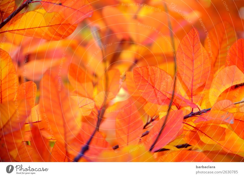 Orangeroter Perückenstrauch Natur Pflanze Sonne Herbst Klima Schönes Wetter Baum Sträucher Blatt Zweige u. Äste leuchten hell Wärme gelb orange Gefühle Stimmung