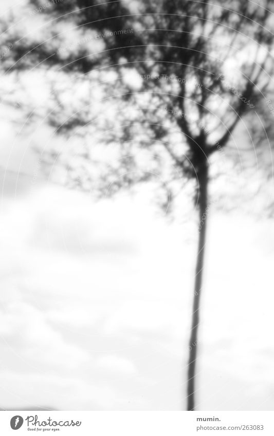 Lochkamera. Pflanze Baum Holz schwarz weiß Schwarzweißfoto Außenaufnahme Experiment Menschenleer Textfreiraum unten Unschärfe
