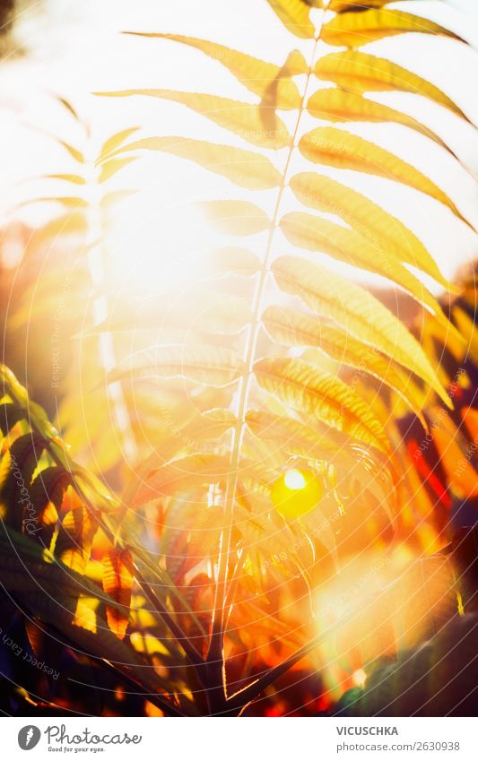 Herbstlaub in Sonnenuntergang Licht Lifestyle Design Garten Natur Landschaft Pflanze Blatt Park gelb Sonnenlicht Sonnenstrahlen Nahaufnahme Farbfoto