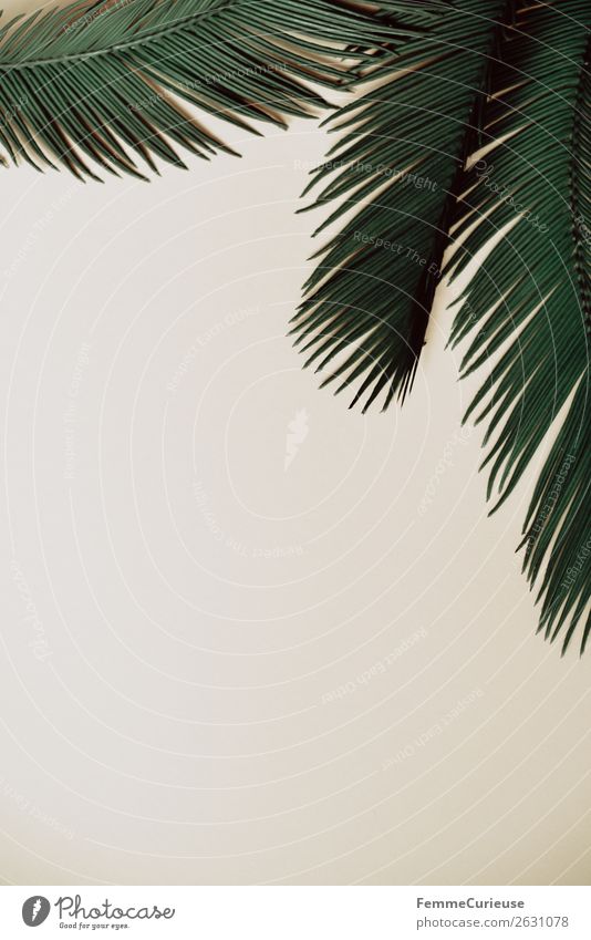 Three palm branches on neutral ground Natur Palme Palmenwedel Pflanze Pflanzenteile Grünpflanze umrandet Rahmen Farbfoto Studioaufnahme Textfreiraum links