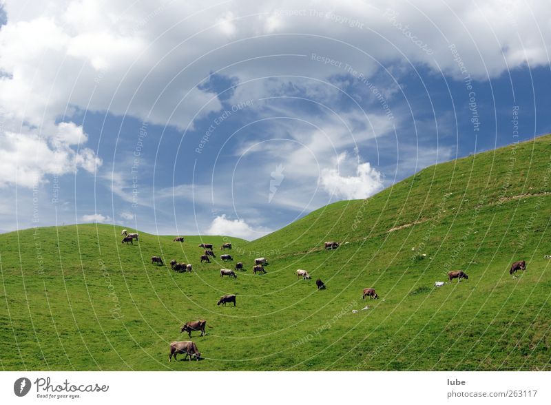 Kuhherde Berge u. Gebirge Umwelt Natur Landschaft Sommer Gras Hügel Tier Nutztier Herde Alm Alpenwiese Farbfoto Außenaufnahme Textfreiraum oben Weitwinkel Weide