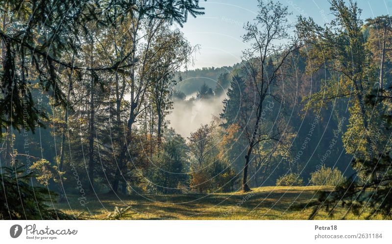 Waldlichtung Ausflug Ferne Umwelt Natur Landschaft Pflanze Himmel Sonnenlicht Herbst Schönes Wetter Nebel blau braun gelb grün Gefühle Stimmung Lebensfreude