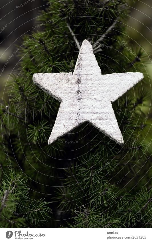 Weisser Holzstern hängt an Tanne Weihnachten & Advent Winter Stern (Symbol) grün weiß Farbfoto Außenaufnahme Menschenleer Textfreiraum unten