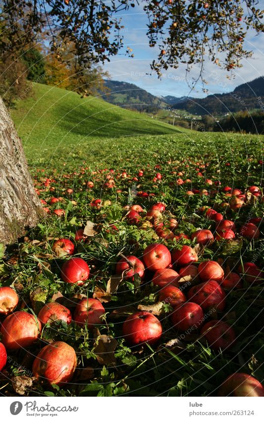 Auf zur Apfelernte Lebensmittel Frucht Vegetarische Ernährung Erntedankfest Umwelt Natur Landschaft Herbst Park Wiese Feld rot Apfelbaum Obstbaum fallobst