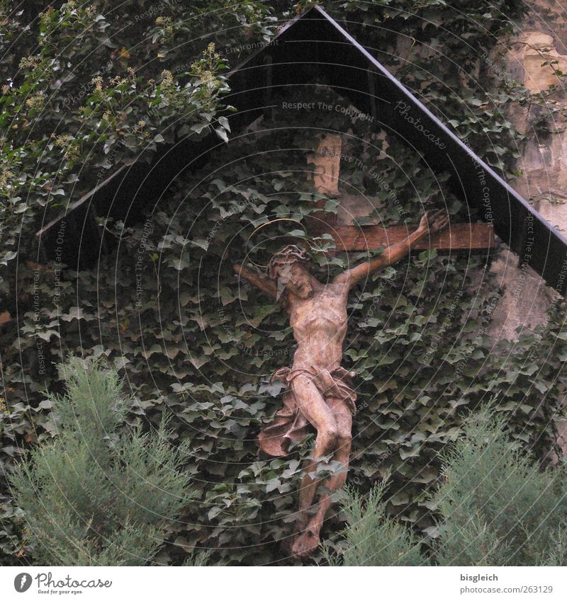 Kruzifix Pflanze Blatt Grünpflanze Mauer Wand Holz Kreuz braun grün Glaube Religion & Glaube Tod Jesus Christus Dornenkrone Qual Todeskampf Farbfoto