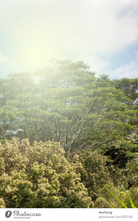 Urwald Pflanze Himmel Sonnenlicht Sommer Schönes Wetter Baum alt ästhetisch exotisch natürlich Wärme blau braun grün Farbfoto Außenaufnahme Menschenleer
