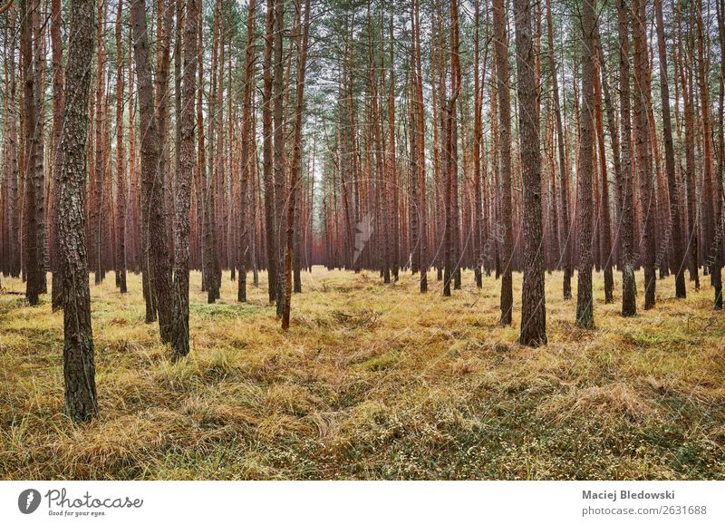 Dunkle Waldlandschaft im Herbst. Umwelt Natur Landschaft Pflanze Baum Gras dunkel Neugier grün Dekadenz Einsamkeit einzigartig Symmetrie Umweltschutz Ferne Zeit