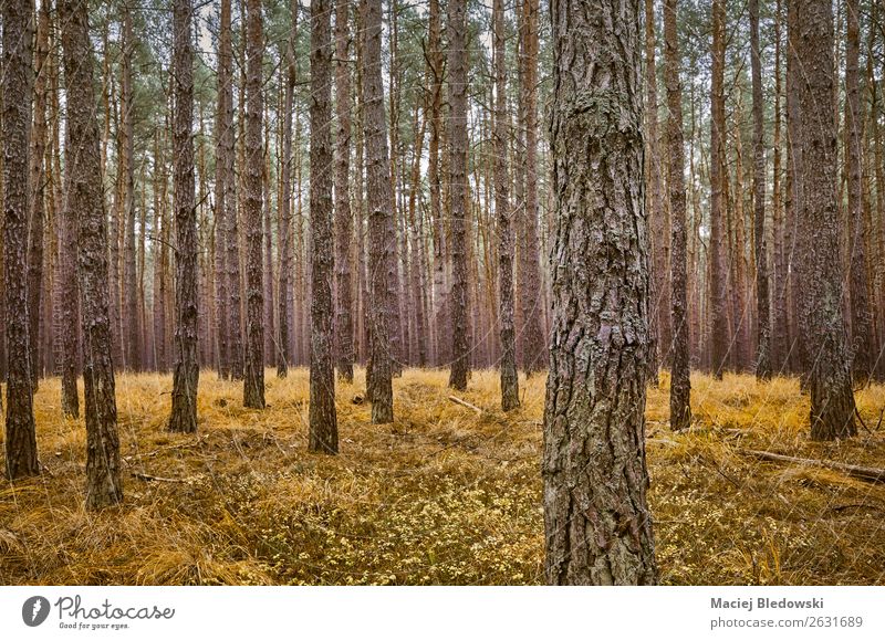 Dunkle herbstliche Waldlandschaft. Umwelt Natur Landschaft Pflanze Herbst Baum Gras dunkel Neugier Dekadenz Einsamkeit einzigartig Ferien & Urlaub & Reisen