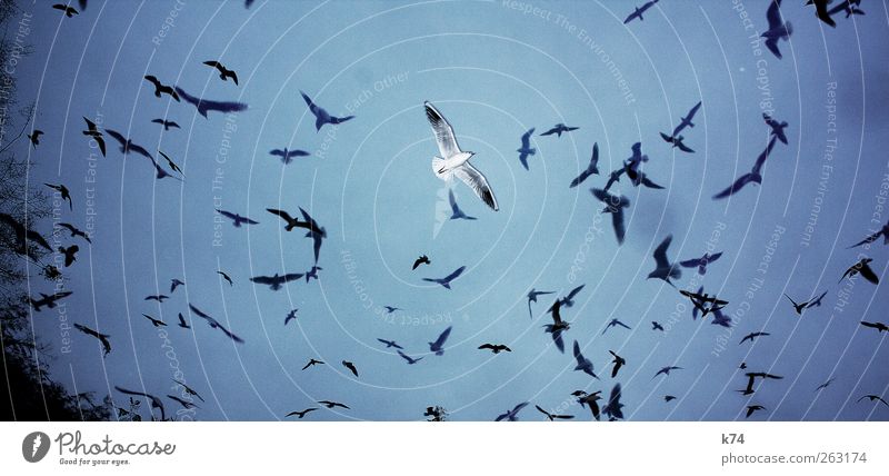 E. von Vielen Himmel Tier Vogel Möve Tiergruppe Schwarm fliegen frei blau Einsamkeit herausragen außergewöhnlich Farbfoto Gedeckte Farben Außenaufnahme
