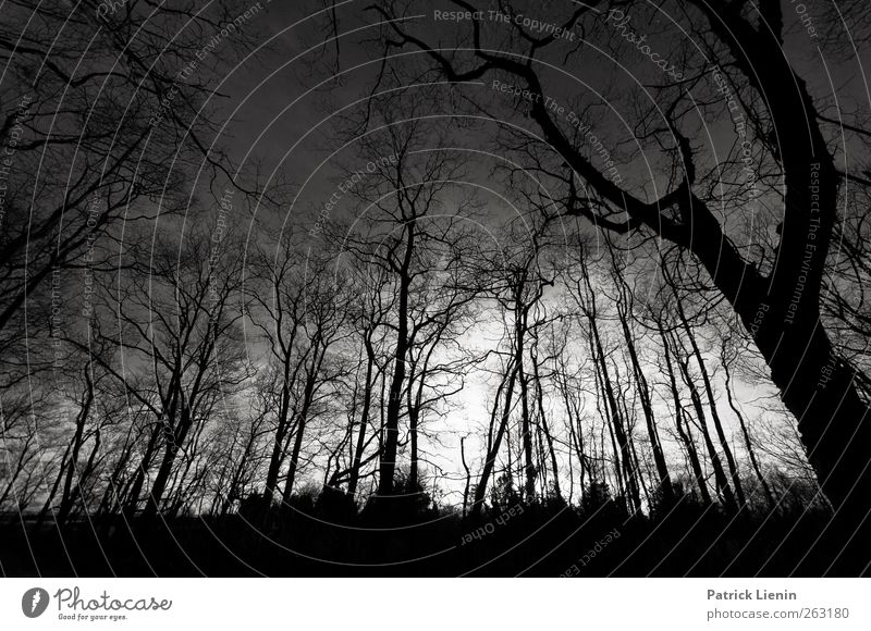 Dark night of the soul Umwelt Natur Landschaft Pflanze Urelemente Baum Park Wald bedrohlich dunkel Stimmung achtsam Wachsamkeit Angst Abenteuer ästhetisch