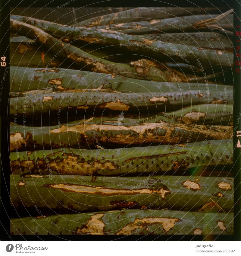 1700 | 'ne Menge Holz Landwirtschaft Forstwirtschaft Umwelt Natur Wald liegen kaputt trocken Tod fällen Baumrinde Farbfoto Gedeckte Farben Außenaufnahme