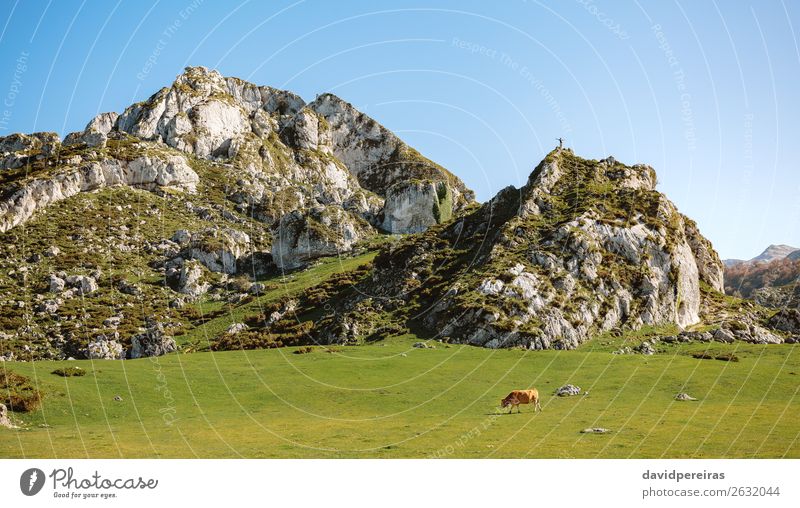Bergsteiger auf einem Felsen und Kuh auf dem Gras Sonnenbad Berge u. Gebirge Mensch Mann Erwachsene Natur Landschaft Tier Herbst Wiese Hügel Stein Fressen