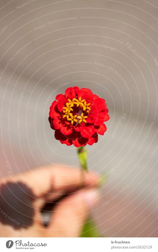 Eine rote Blume Hand Finger Sommer Blüte Blühend Erholung festhalten Blick einfach elegant Freundlichkeit frisch Gesundheit ästhetisch Freude Frieden