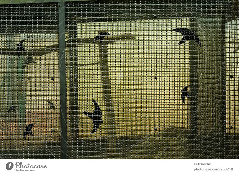 Käfig Freizeit & Hobby Park Tier Vogel Zoo fliegen wallroth Vogelkäfig gefangen Ausflug Drahtgitter Gefängniszelle Farbfoto Gedeckte Farben Außenaufnahme