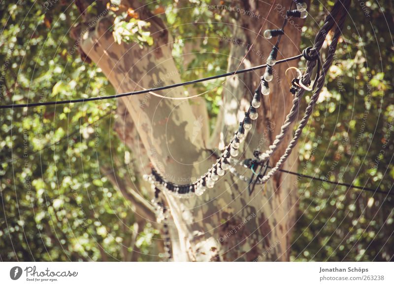 Lichterkette Sommer Baum Baumstamm Kabel hängend Dekoration & Verzierung Beleuchtung Unschärfe Farbfoto Außenaufnahme Menschenleer Tag Schatten Sonnenlicht