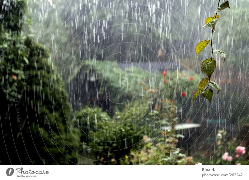es regnet, es regnet.... Natur Pflanze Urelemente Sommer Klima Wetter Unwetter Regen Garten nass grün Wassertropfen Farbfoto Außenaufnahme Menschenleer Tag