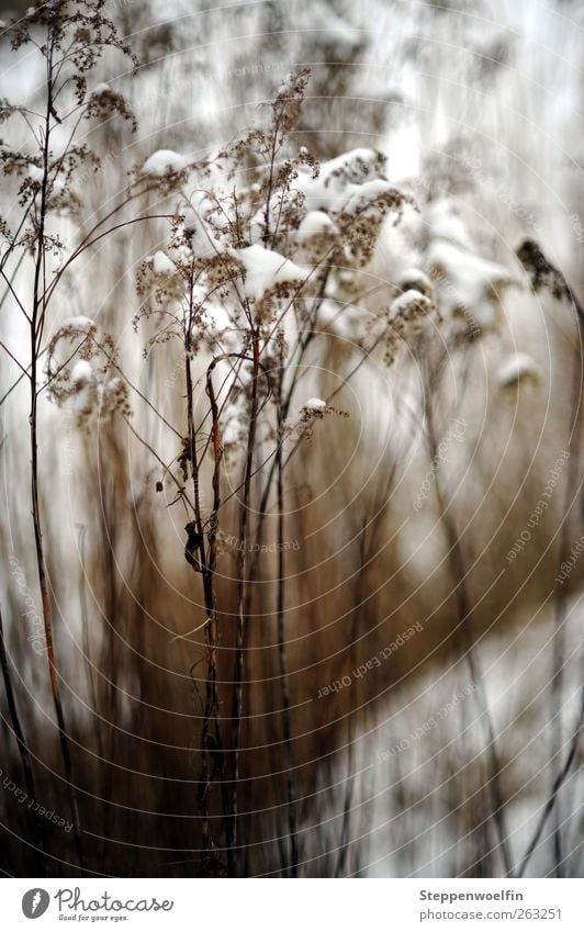 Schneeschilf Natur Pflanze Winter Wetter Eis Frost Gras Wildpflanze Riedgras dunkel natürlich wild braun weiß ruhig Vergänglichkeit vertrocknet Außenaufnahme
