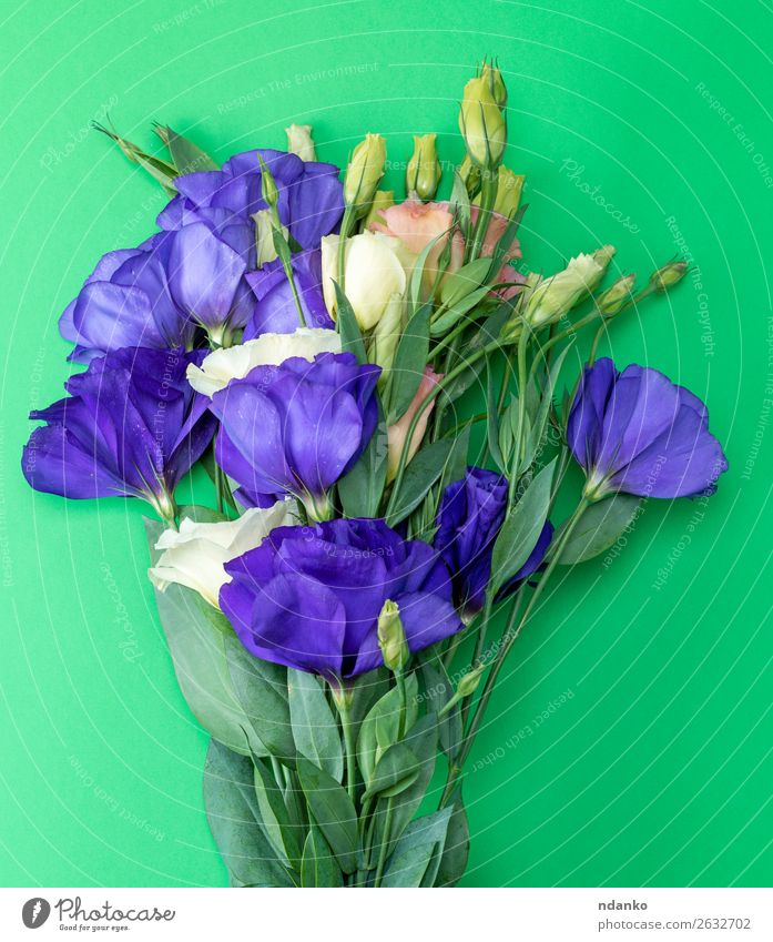 Blumenstrauß Eustoma Lisianthus Feste & Feiern Valentinstag Muttertag Geburtstag Natur Pflanze Blatt Blüte Blühend frisch hell natürlich blau grün Farbe