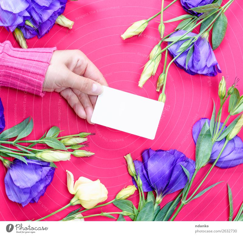 Hand in rosa Pullover mit einer leeren weißen Visitenkarte aus Papier. schön Haut Feste & Feiern Valentinstag Muttertag Hochzeit Geburtstag Business Frau