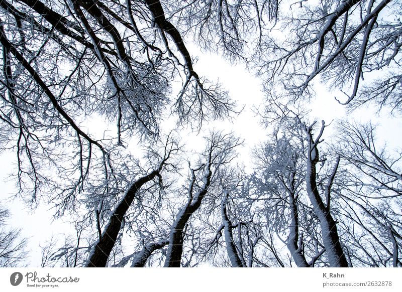verschneite Baumkronen Umwelt Natur Landschaft Pflanze Himmel Winter Schnee kalt "Ast aufwärts ,baumkrone bewaldet draußen ,erkältung glaube gott gross herbst